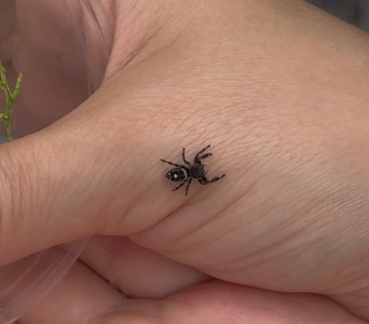 Pre-Order your Regal Jumping Spider Today! I want a Boy Spood