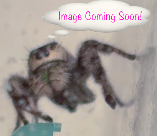 Male Regal Jumping Spider - Phidippus Regius - My Name is "Jumpy"